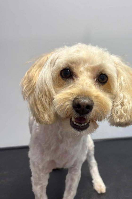 A cream cockapoo with a freshly finished groom