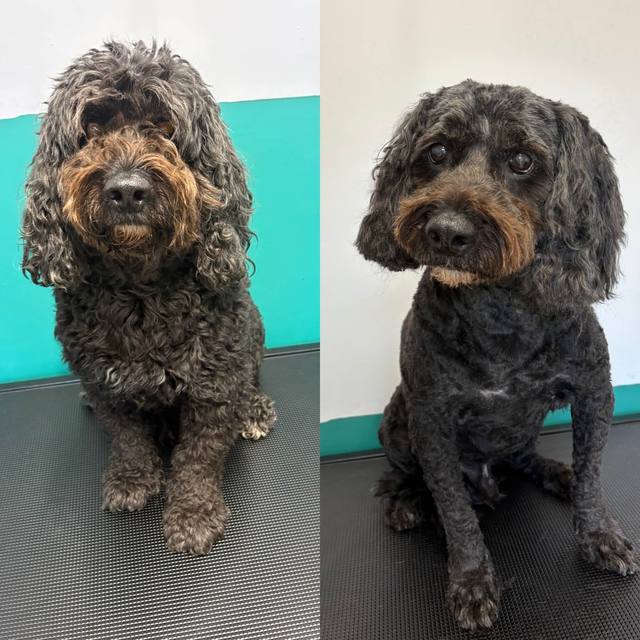 A dark cockapoo before and after grooming