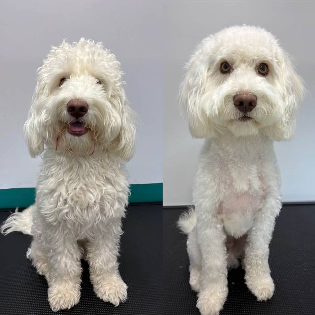 A white doodle before and after grooming