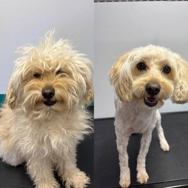 A cream cockapoo before and after grooming