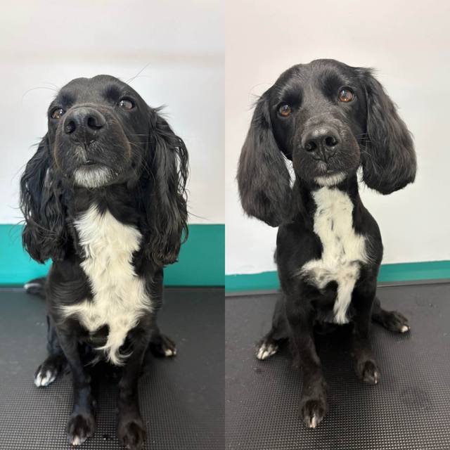 A cocker spaniel before and after grooming