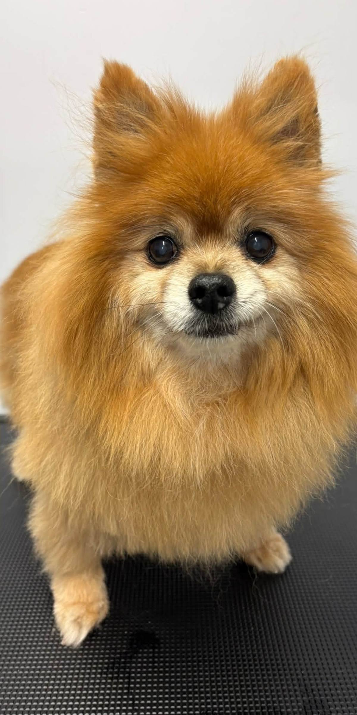 A Pomeranian with a freshly finished groom by Pastures Paws