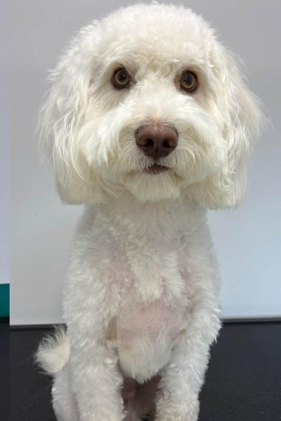 A white doodle after a full groom