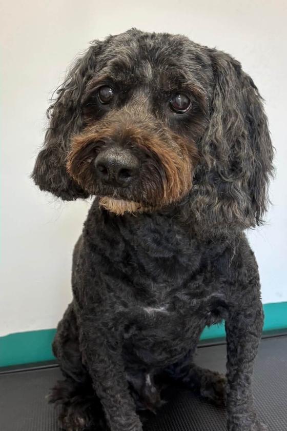 A dark cockapoo after a bath and brush