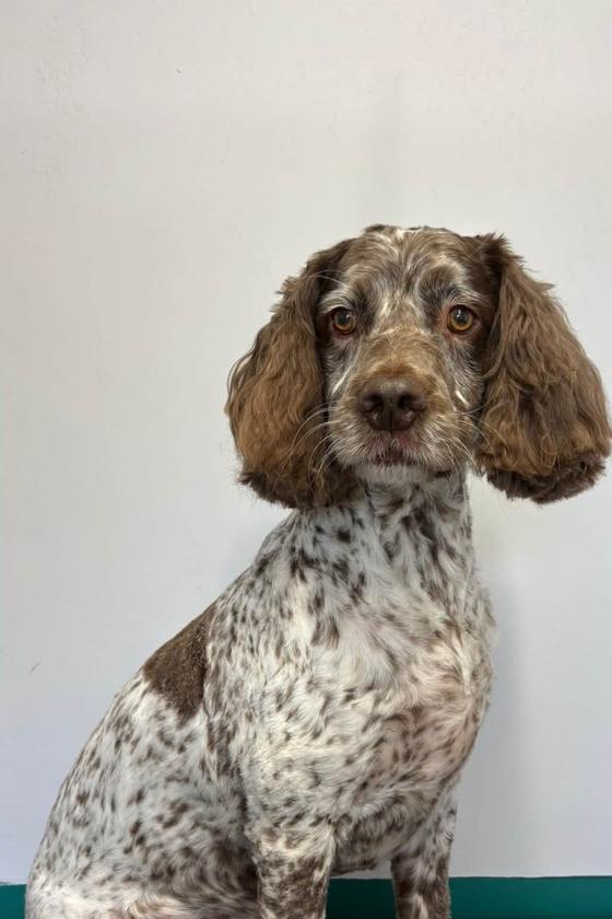 A spaniel after a full groom