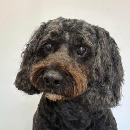 A dog groomed by Pastures Paws