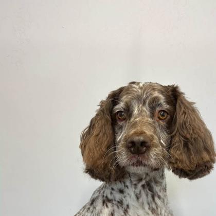 A dog groomed by Pastures Paws