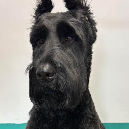 A dog groomed by Pastures Paws