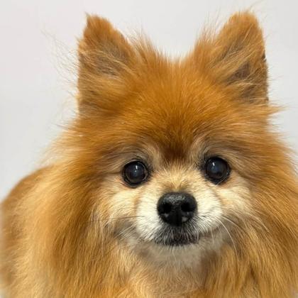 A dog groomed by Pastures Paws