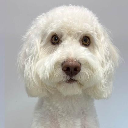 A dog groomed by Pastures Paws