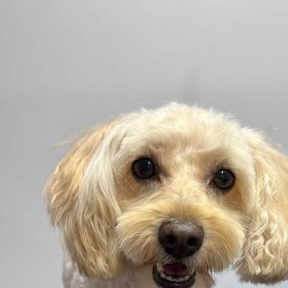 A dog groomed by Pastures Paws