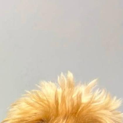 A dog groomed by Pastures Paws