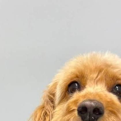 A dog groomed by Pastures Paws